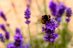 Startseite Gartenbau.or.at Bundesverband der österreichischen Gärtner