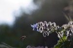 Biene fliegt zu Borretschblüte (c) Shutterstock